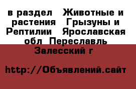  в раздел : Животные и растения » Грызуны и Рептилии . Ярославская обл.,Переславль-Залесский г.